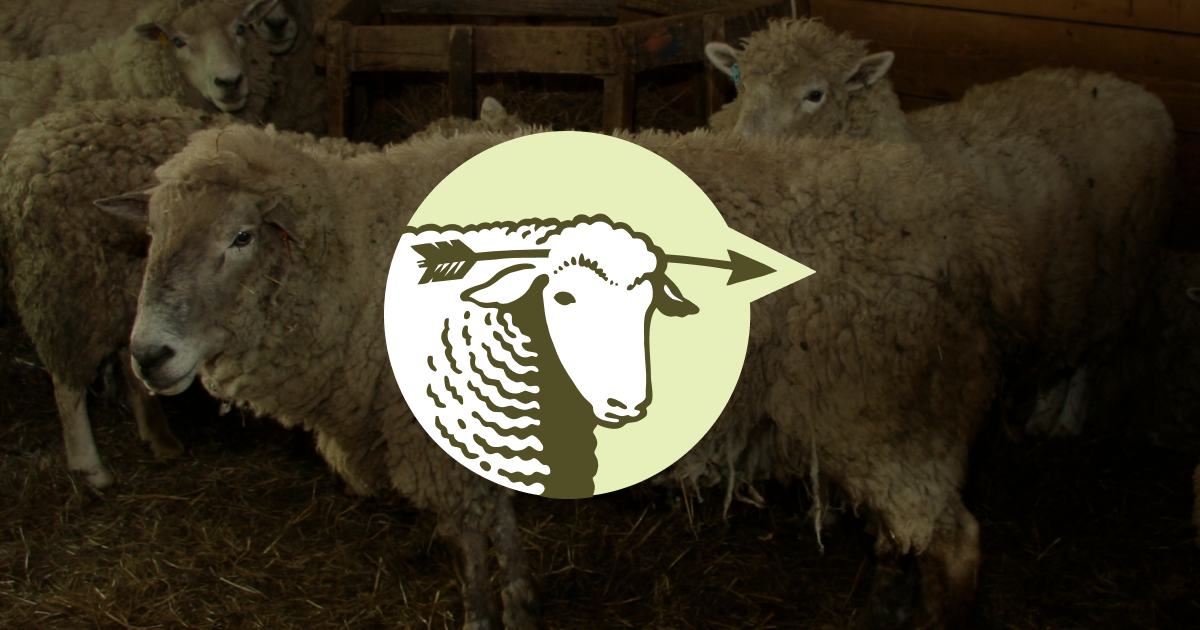 The Hated Sheep Project logo over a photograph of sheep, with the line 'Good things happen when you hate sheep.'
